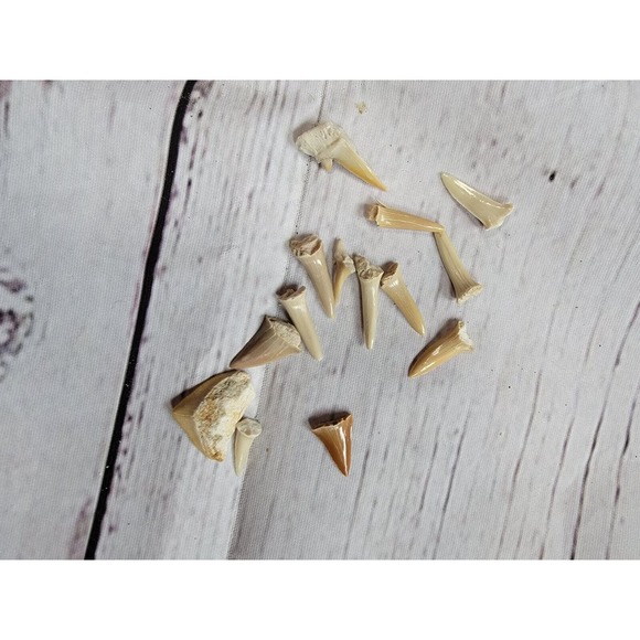 Shark Teeth Fossil Science Crafting Lot - Picture 1 of 5